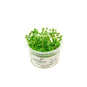 Lindernia Rotundifolia Aquatic Farmer Tissue Culture