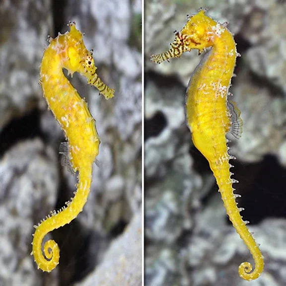 Barbouri Seahorse, Captive-Bred