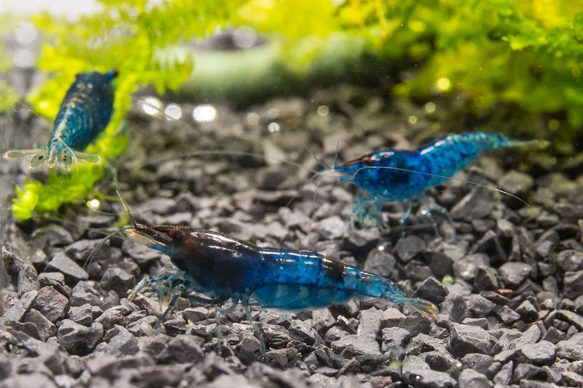 Blue Dream Shrimp - Image 2