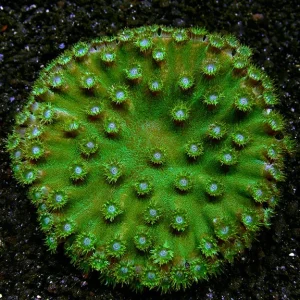 Cup Coral, Pagoda