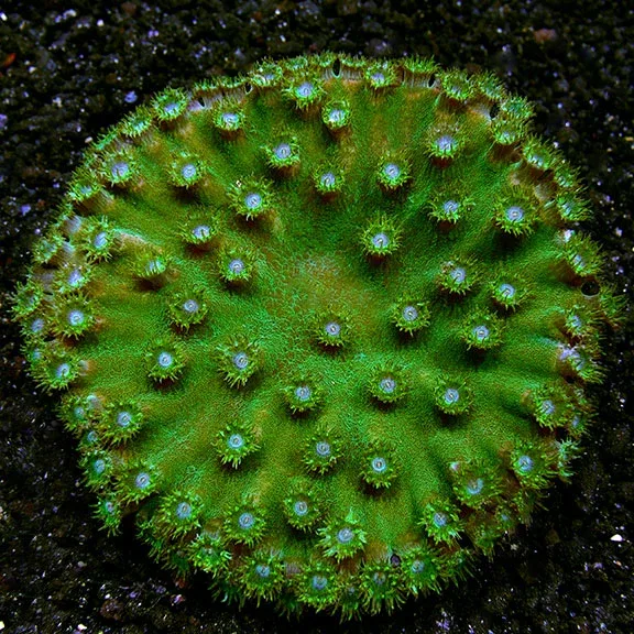 Cup Coral, Pagoda