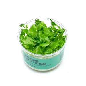 Cardamine Lyrata Vietnam UNS Tissue Culture