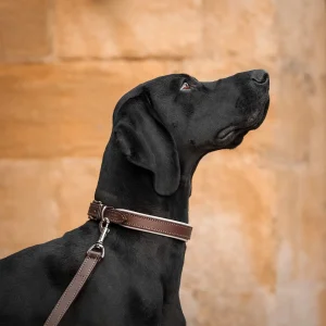 Italian Padded Leather Dog Collar in Brown & Cream by Lords & Labradors