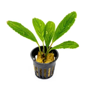 Bucephalandra Green Skeleton King / Green Achilles