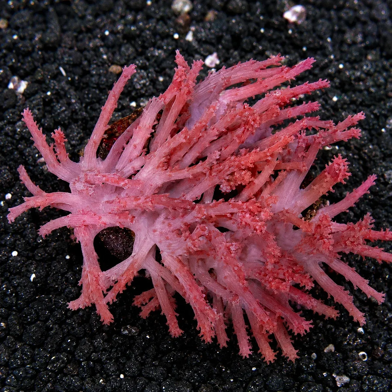 Paralemnalia Tree Coral