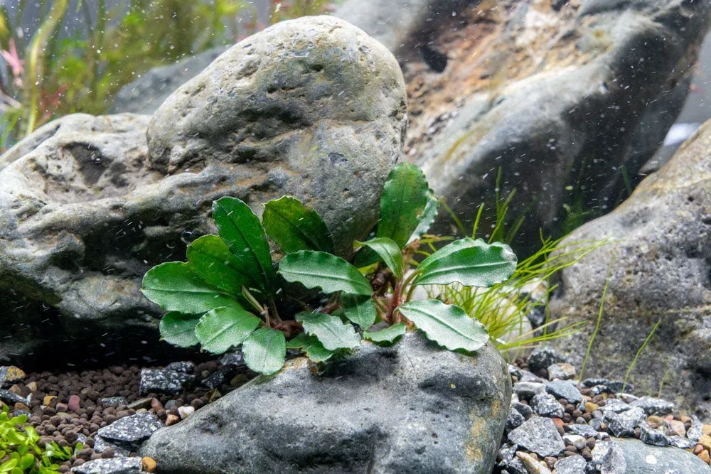 Bucephalandra Melawi Blue - Image 2
