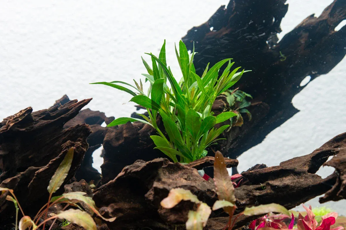 Hygrophila Salicifolia Narrow Leaf - Image 2