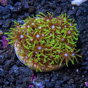 USA Aquacultured Neon Green Starburst Polyp, Short Tentacle Coral