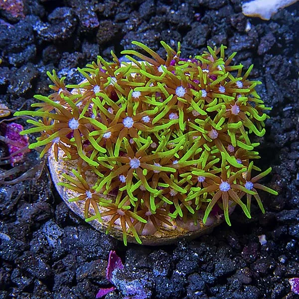 USA Aquacultured Neon Green Starburst Polyp, Short Tentacle Coral