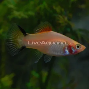 Gold Twin Bar Platy