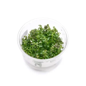 Ludwigia Peruensis UNS Tissue Culture