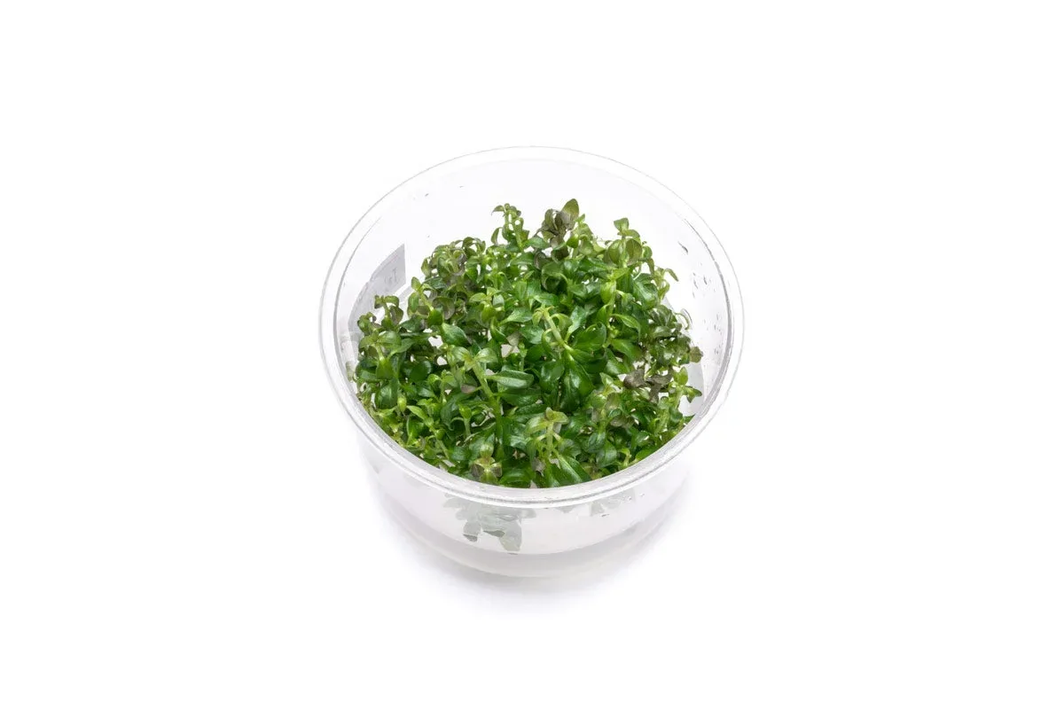 Ludwigia Peruensis UNS Tissue Culture