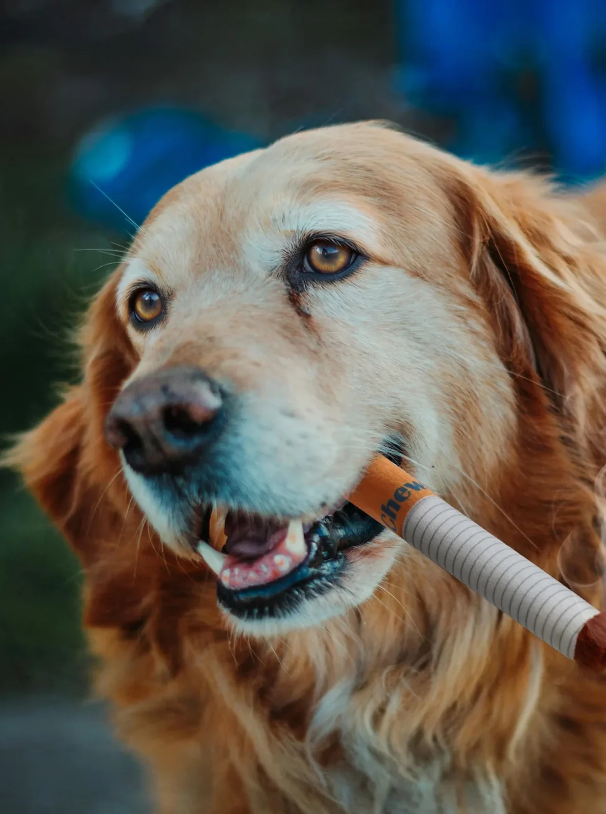 3 PACK CIGARS DOG TOY - Image 2