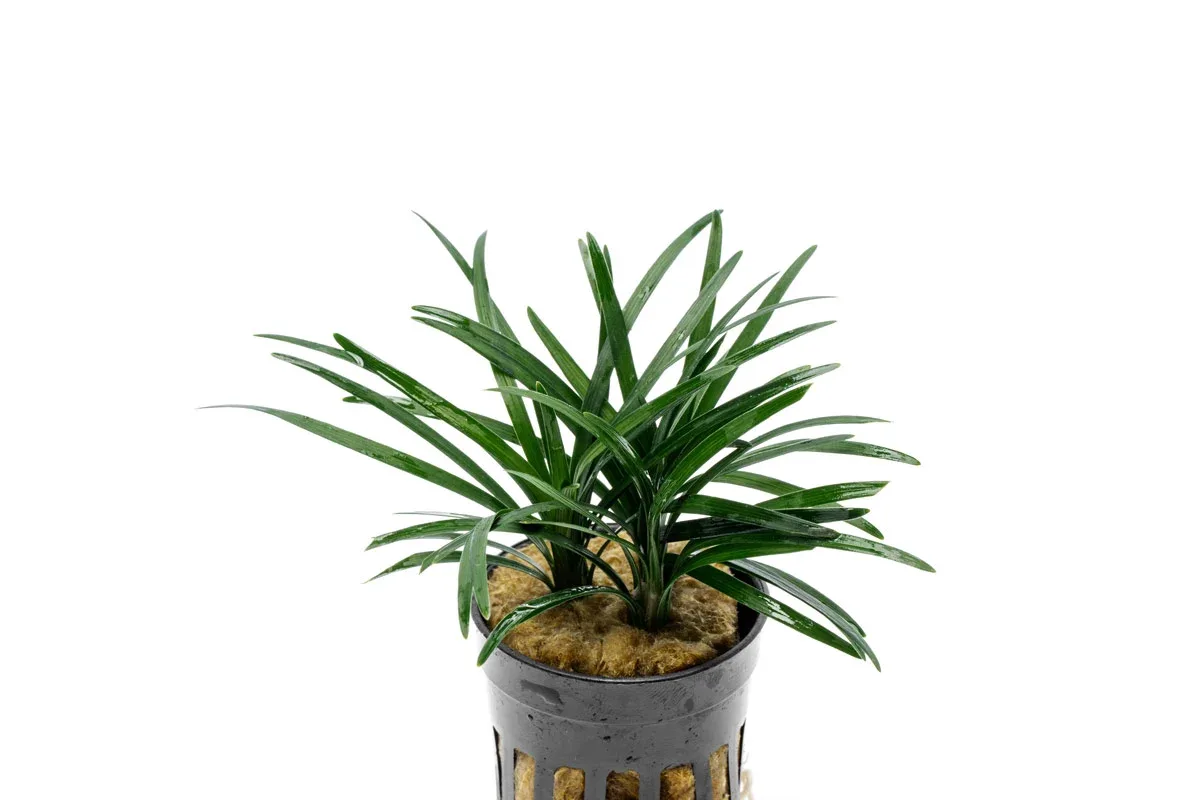 Ophiopogon Pusillus - Image 2