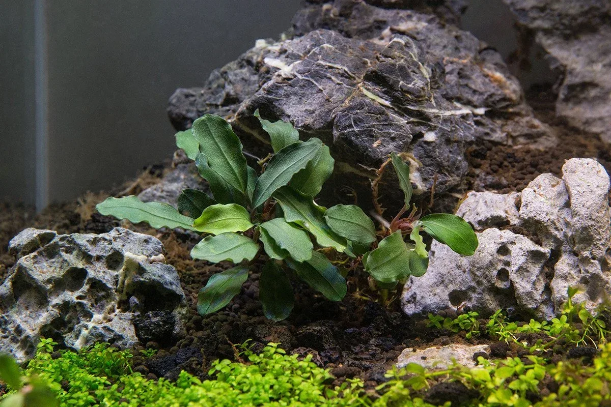 Bucephalandra Magnum Blue - Image 2