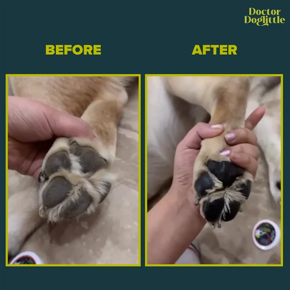 Doctor Doglittle Probiotic Shea Butter Paw & Nose Balm for Dogs - Image 2