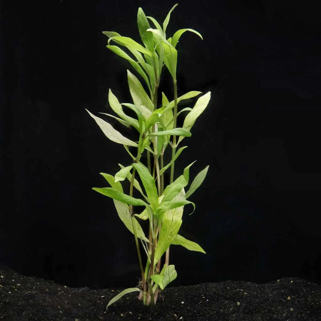 Willow Hygro - Image 2