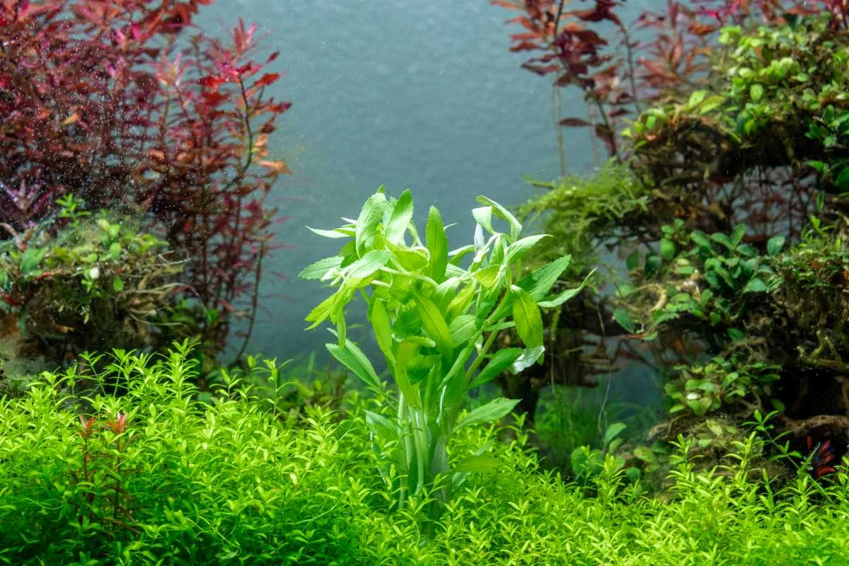 Limnophila Belem - Image 2