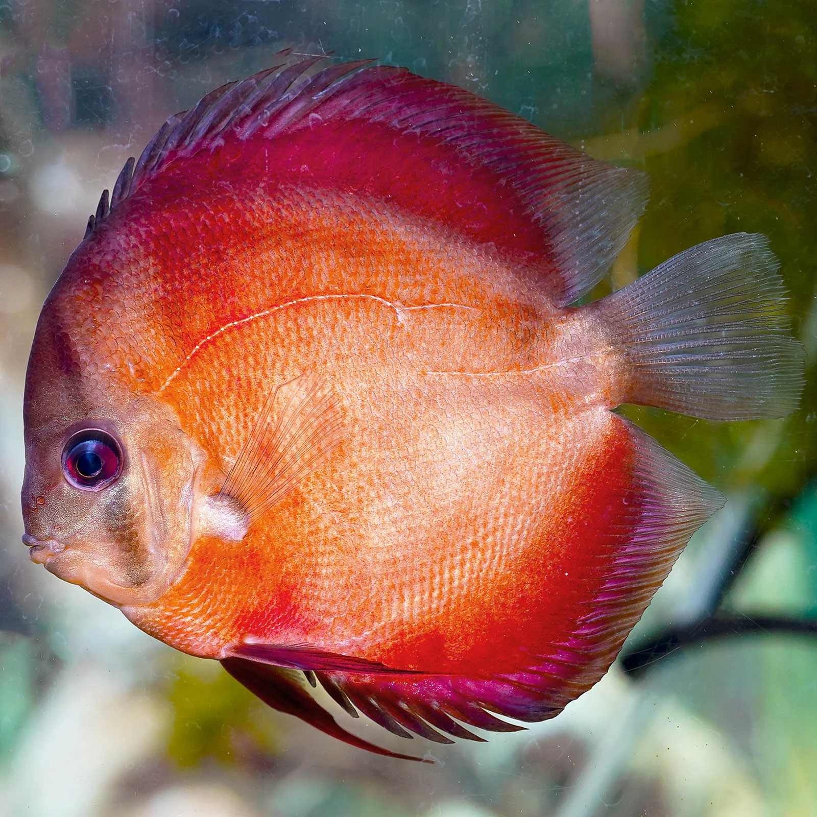 Red Discus 4.75" WYSIWYG