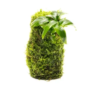 Anubias Minima on Christmas Moss Tower