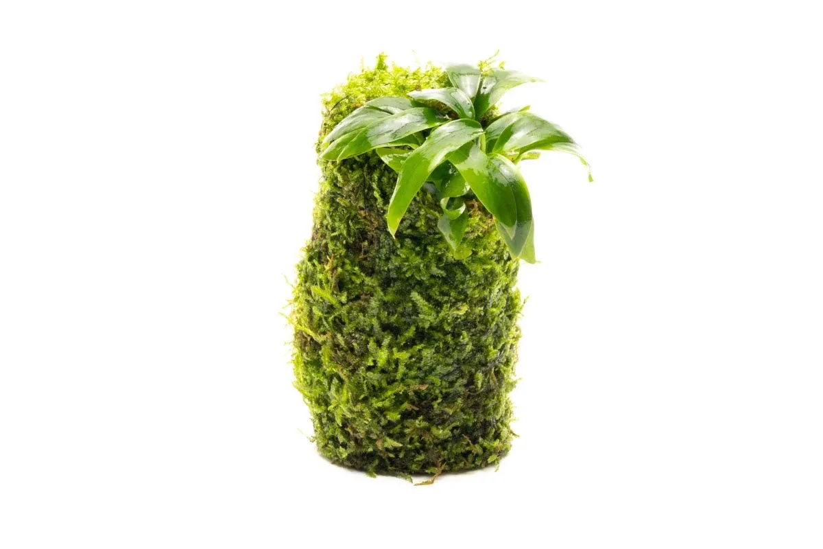 Anubias Minima on Christmas Moss Tower