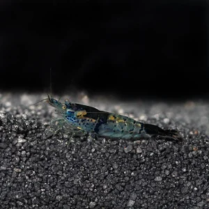 Black and Blue Rili Shrimp
