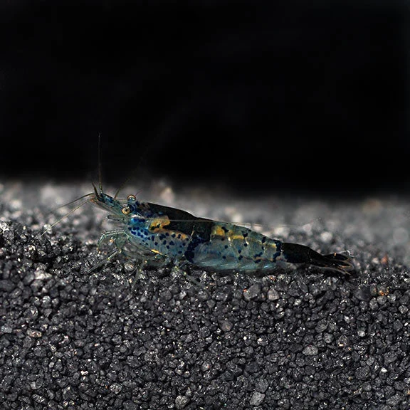 Black and Blue Rili Shrimp