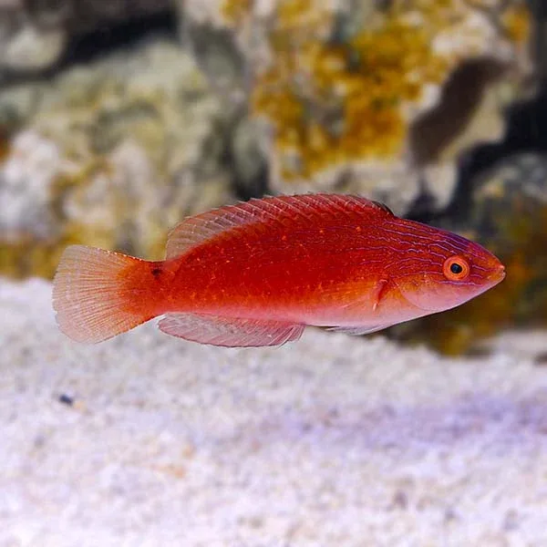 Blue Throat Fairy Wrasse - Image 2