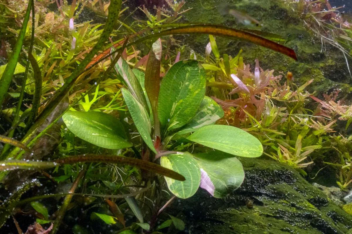 Echinodorus Hadi Red Pearl Variegated - Image 2