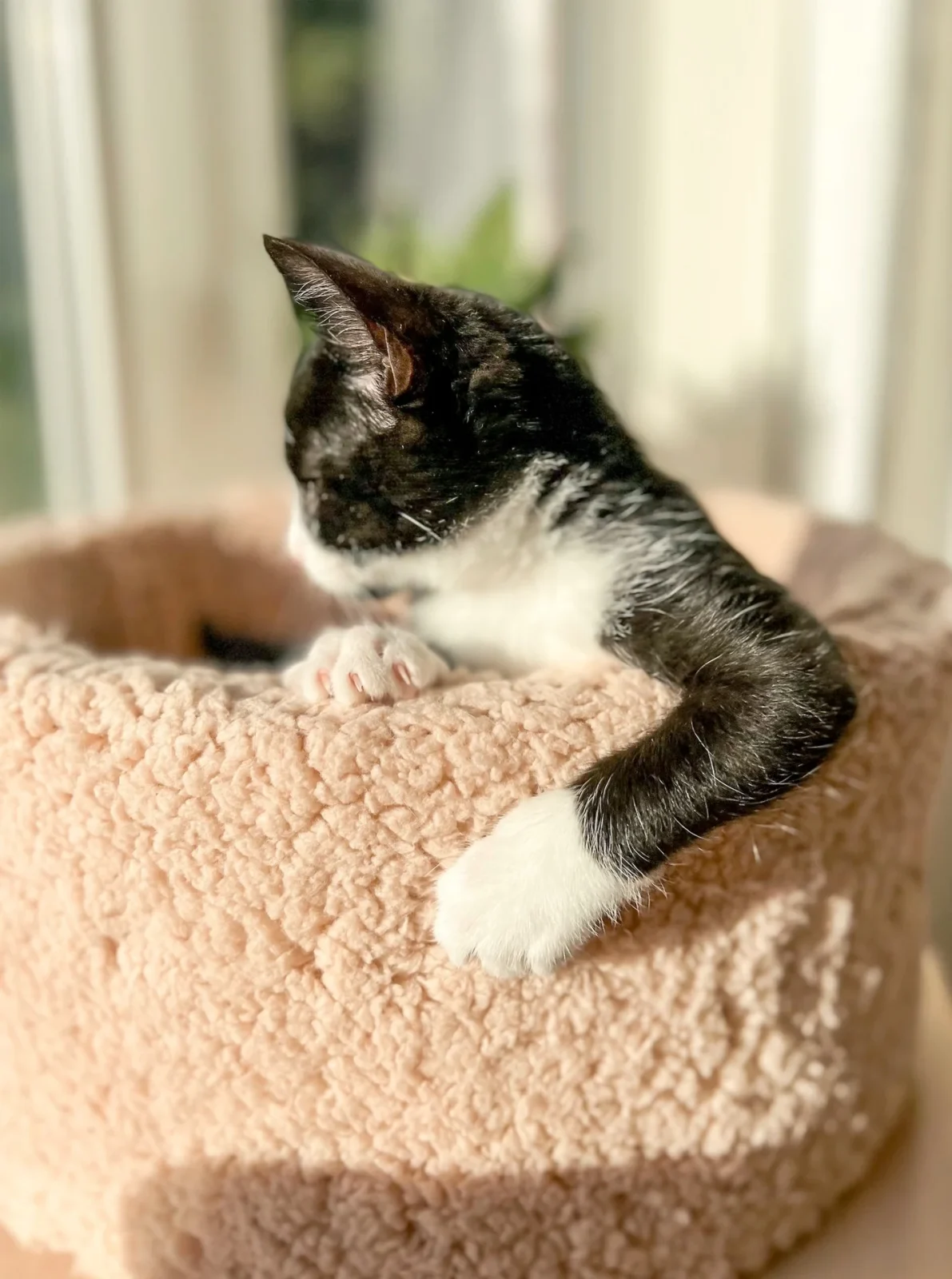 ULTRA-SOFT SHERPA CAT BED - Image 2