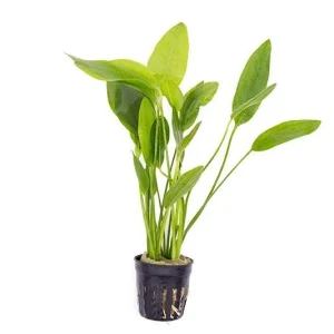 Echinodorus Grandifolius
