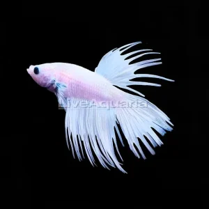Platinum Crowntail Betta, Male