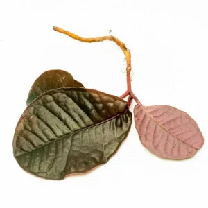 Labisia Sp Brown Type 2