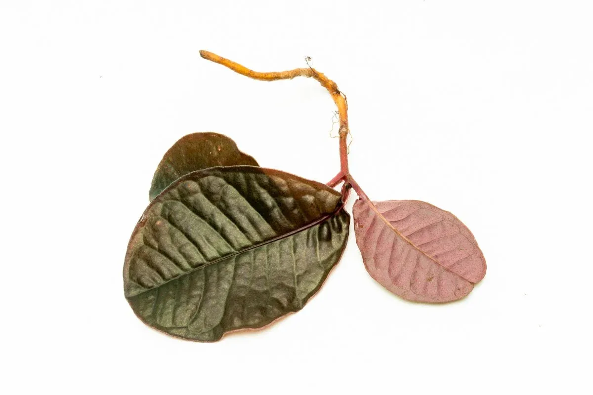 Labisia Sp Brown Type 2