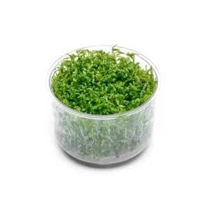 Rotala Wayanad UNS Tissue Culture