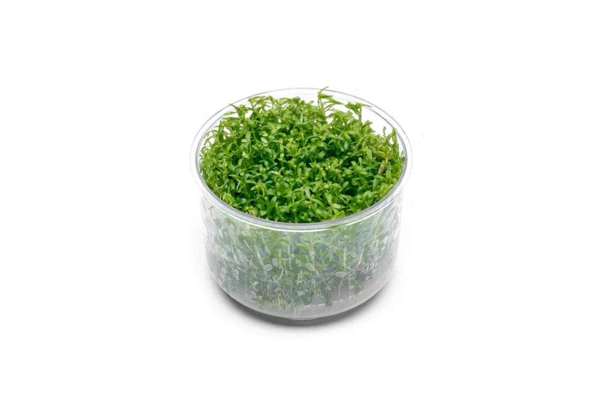 Rotala Wayanad UNS Tissue Culture