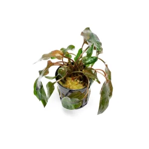 Cryptocoryne Florida Sunset