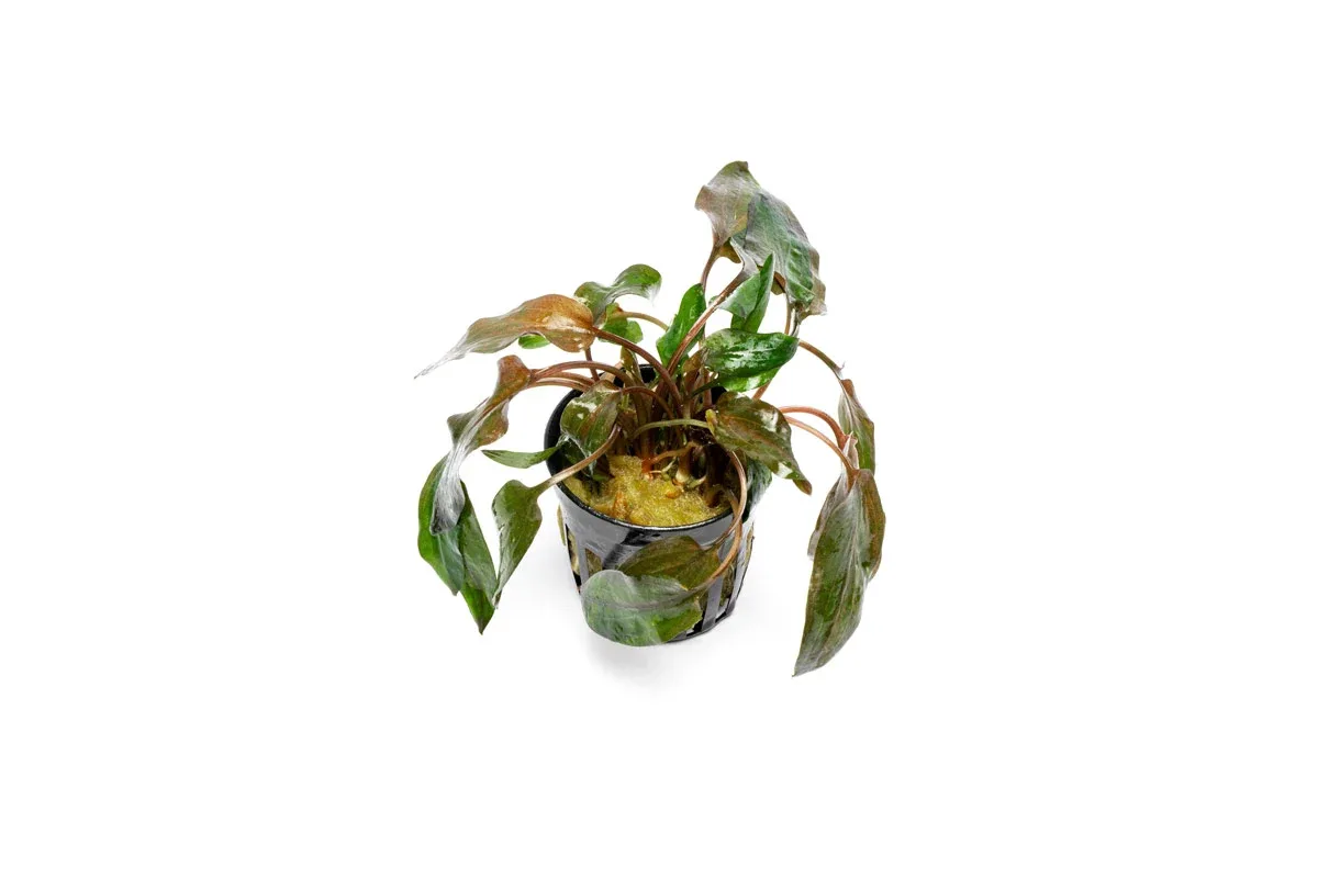 Cryptocoryne Florida Sunset