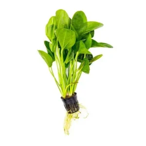 Echinodorus Horizontalis Mini