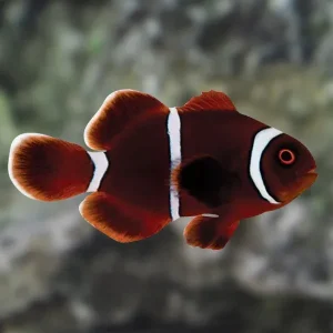 Gold Stripe Maroon Clownfish, Captive Bred