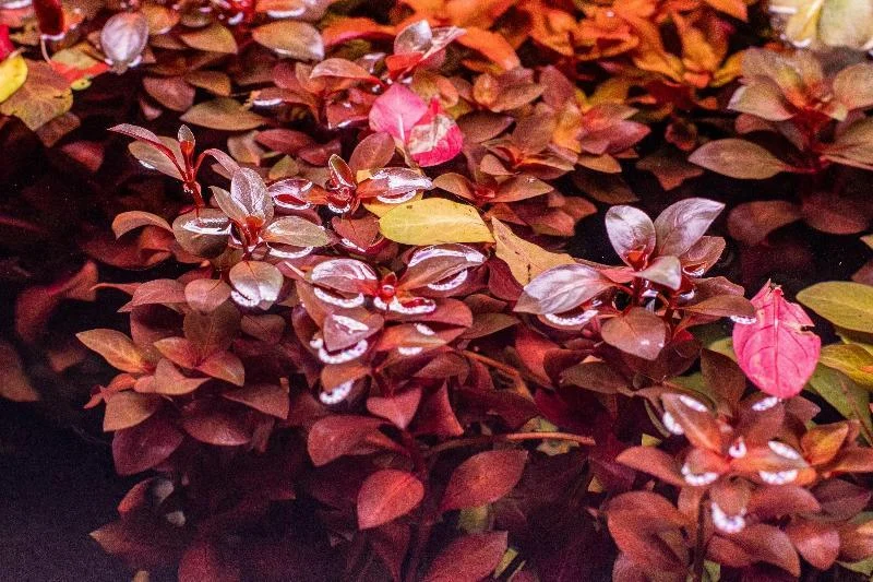 Ludwigia Natans Super Red - Image 2