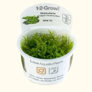 Vesicularia Montagnei 'Christmas Moss' Tissue Culture