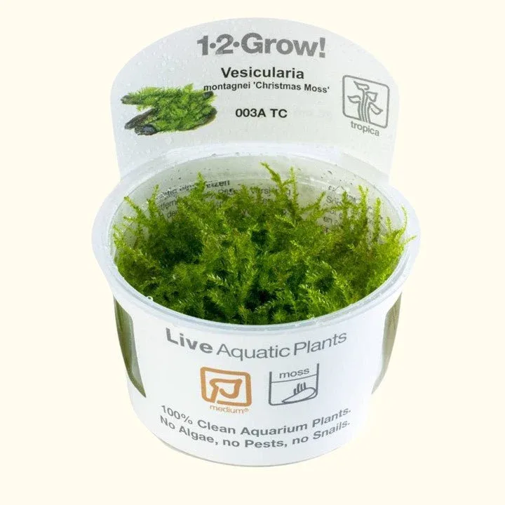 Vesicularia Montagnei 'Christmas Moss' Tissue Culture