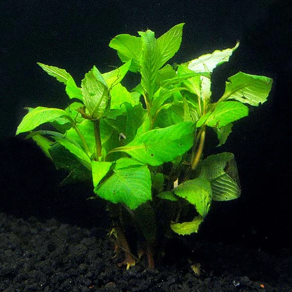 Hygrophila - Image 2