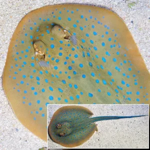 Blue Dot Stingray EXPERT ONLY