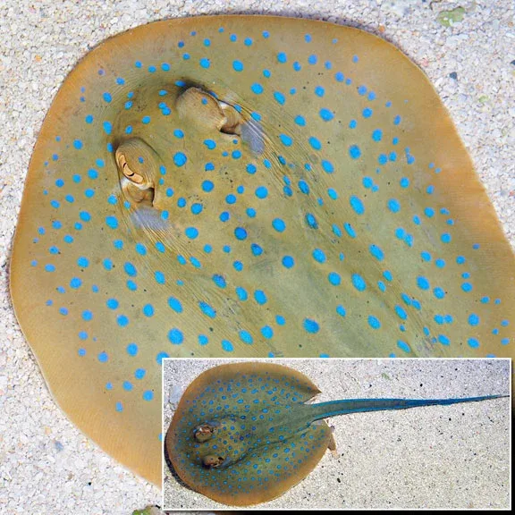 Blue Dot Stingray EXPERT ONLY