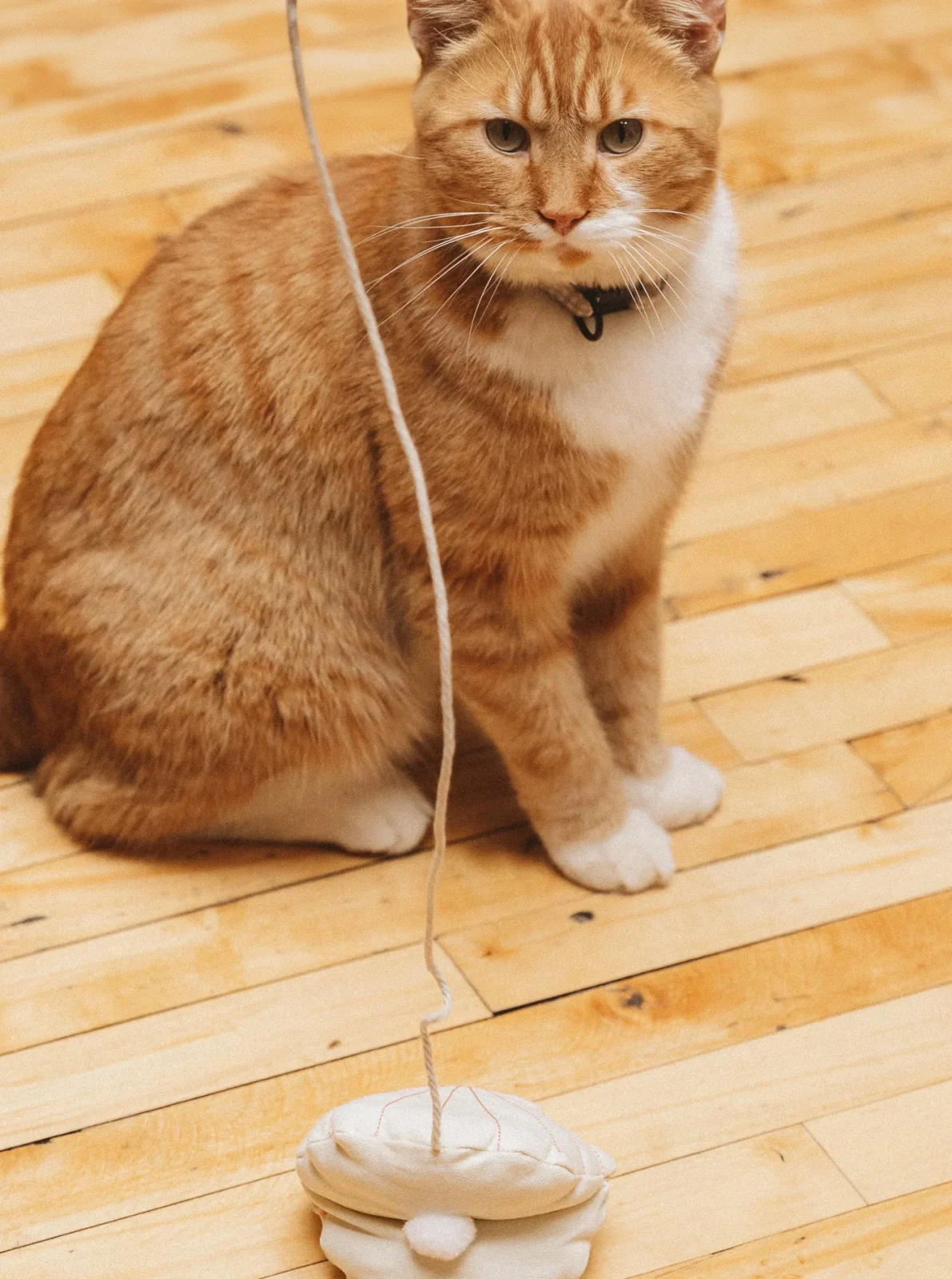 SEASHELL CATNIP TOY - Image 2