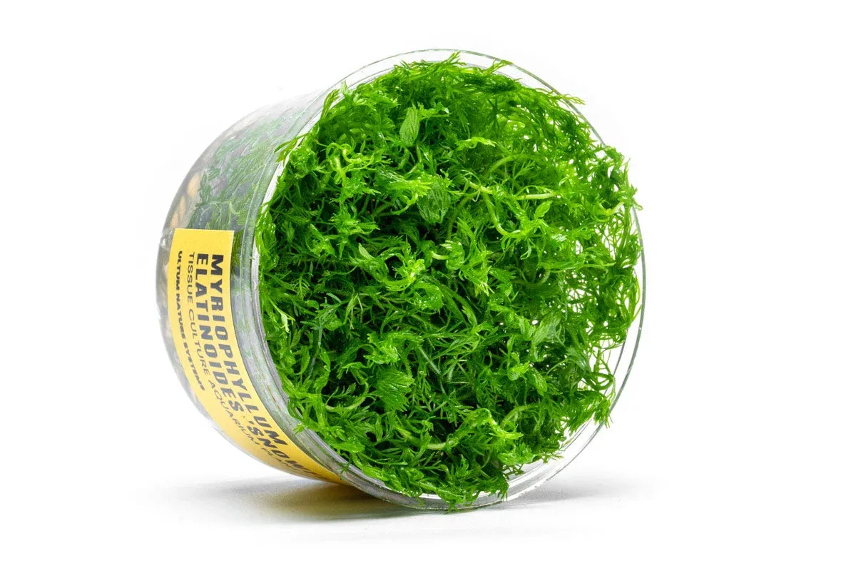 Myriophyllum Elatinoides 'Snowflake' UNS Tissue Culture - Image 2