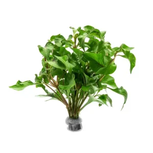 Alternanthera Amabilis Tricolor