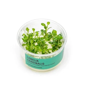Lobelia Cardinalis UNS Tissue Culture